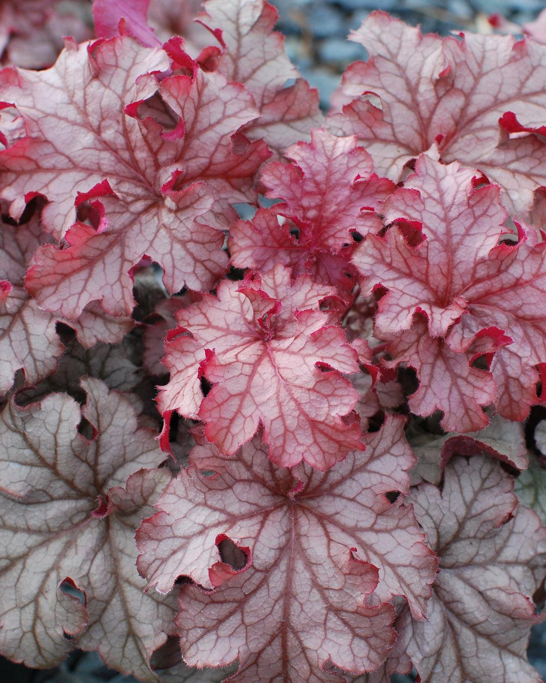 G6658 Heuchera X 27peach Smoothie 27 12 F31f41ff 563d 4615 9612 5d2b004a23d9 from www redcrocus com