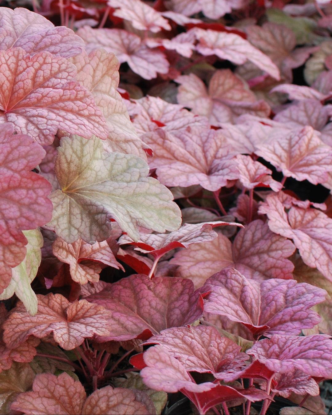 G6658 Heuchera X 27peach Smoothie 27 13 9cd7b526 Cb8a 4420 931b C5ea3ce6d92d from www redcrocus com