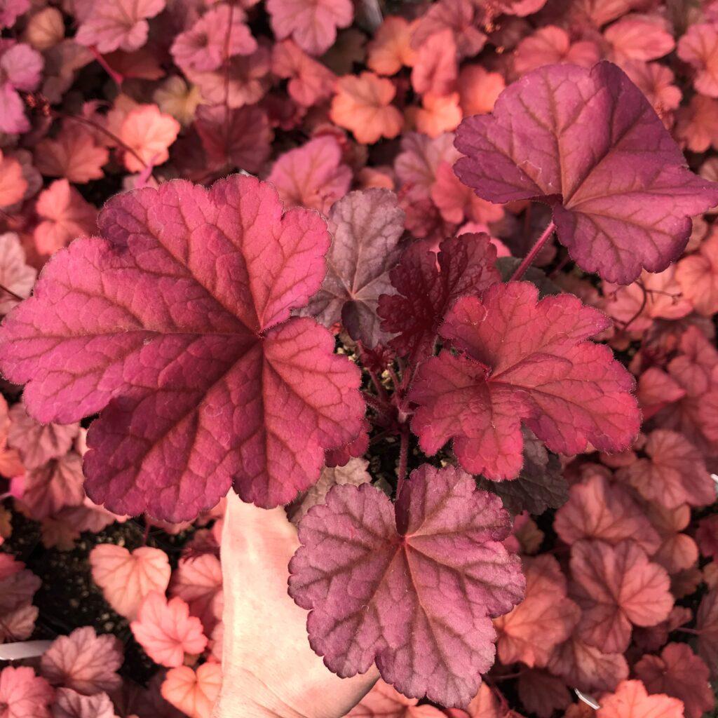 G6658 Heuchera X 27peach Smoothie 27 15 Abf3f22c Efb3 4378 904d 600b429d1477 from www redcrocus com