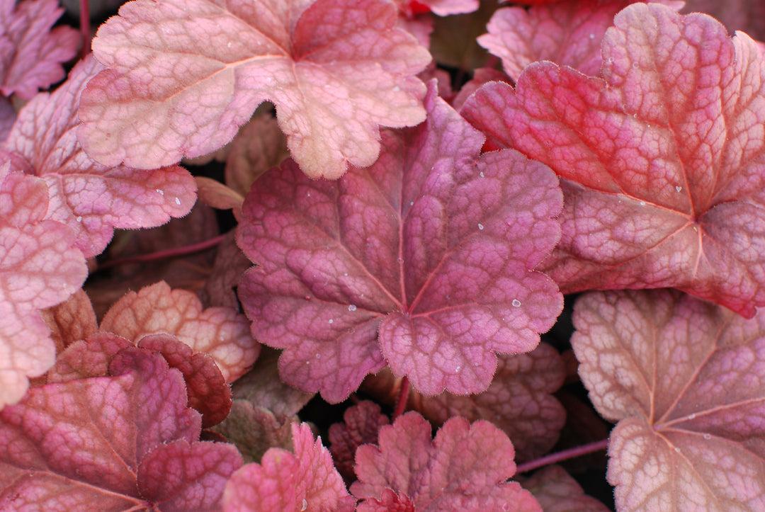 G6658 Heuchera X 27peach Smoothie 27 17 99461c28 C96b 4194 99ee B333ae9eaf6f from www redcrocus com