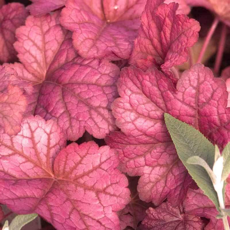G6658 Heuchera X 27peach Smoothie 27 19 3df8f03d Ca4e 4c1e Accf E4c47676beba from www redcrocus com