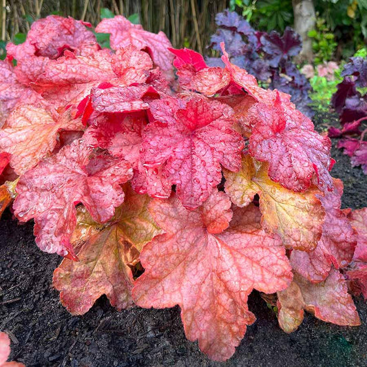 G6658 Heuchera X 27peach Smoothie 27 1 605ed787 A87d 4d9c A618 706806730b52 from www redcrocus com