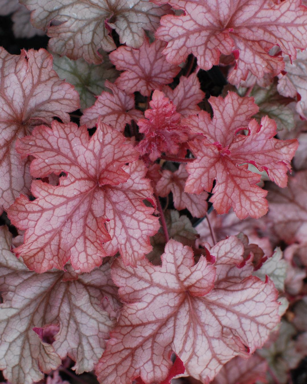 G6658 Heuchera X 27peach Smoothie 27 21 06eb2c2a Fa4d 498a 8f05 7aba7b361297 from www redcrocus com
