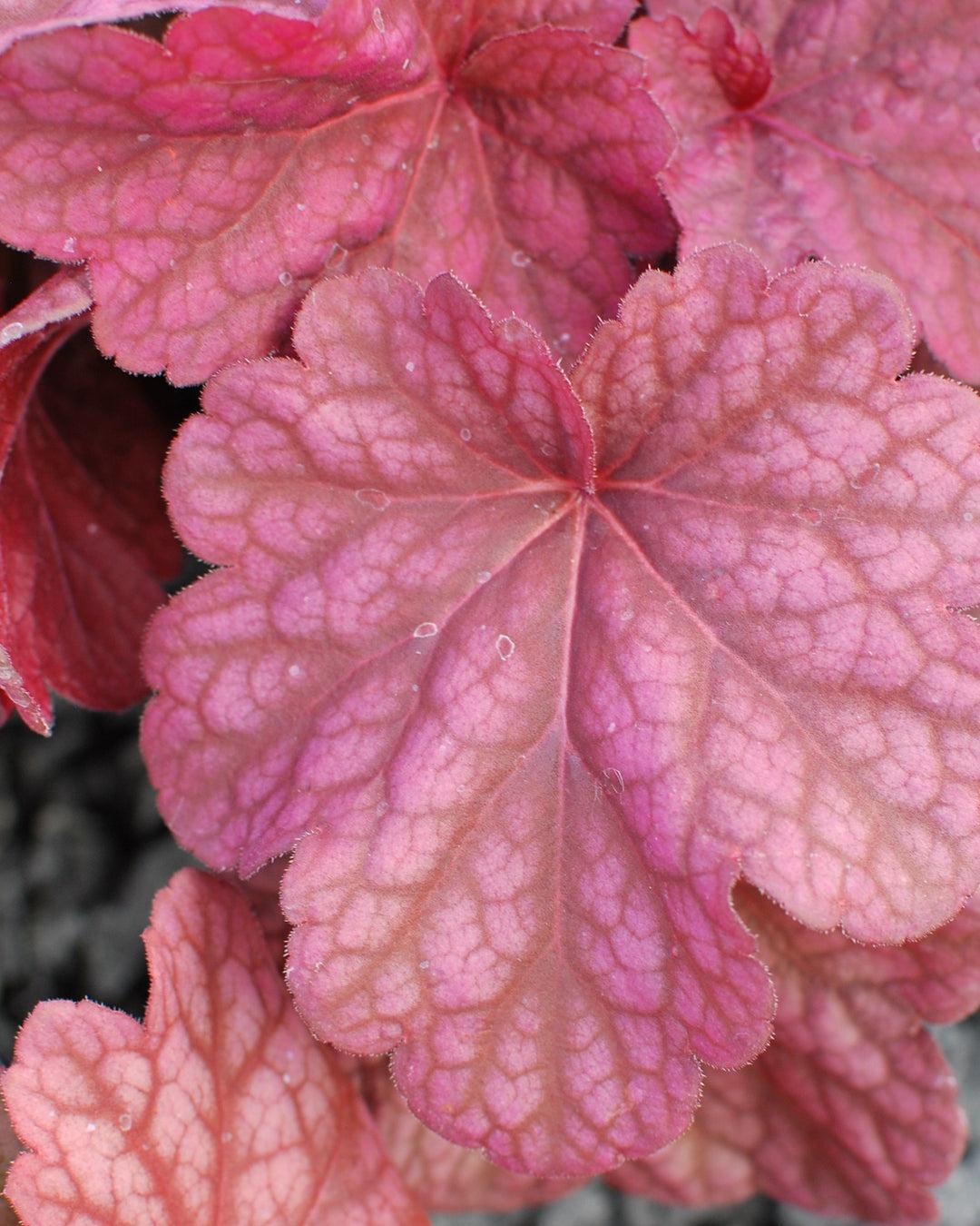 G6658 Heuchera X 27peach Smoothie 27 22 63511ee7 8949 4316 8d66 F6972462e956 from www redcrocus com