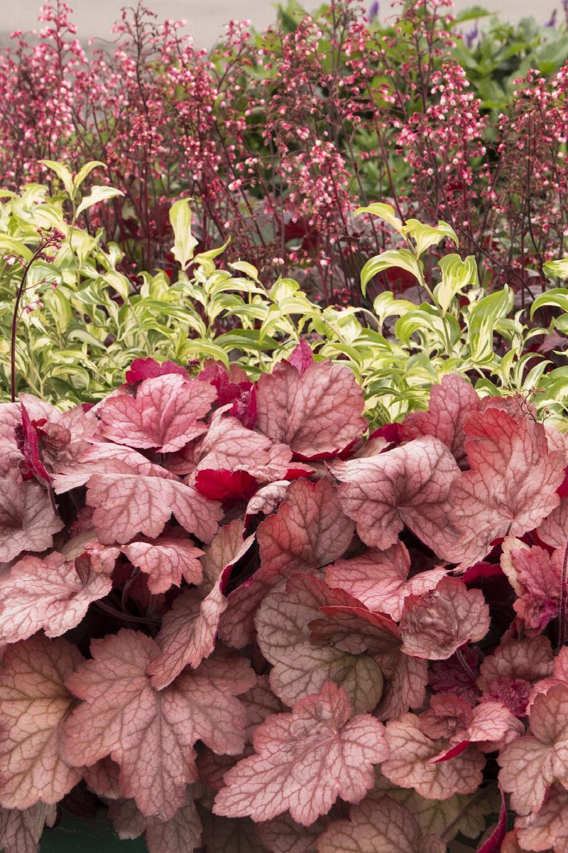 G6658 Heuchera X 27peach Smoothie 27 23 Ea8a1b8f 74fd 4bfb 8534 Cbe71cc9984b from www redcrocus com