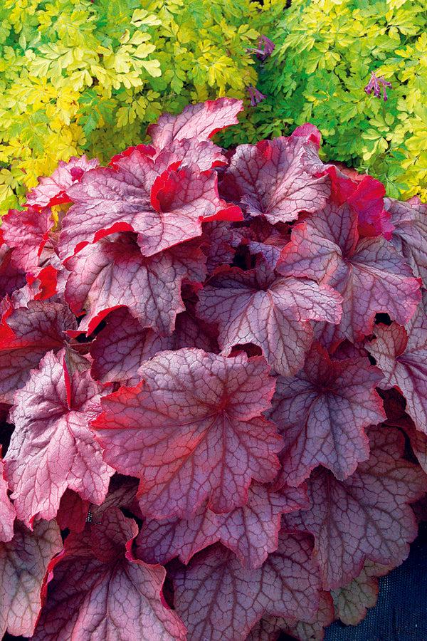 G6658 Heuchera X 27peach Smoothie 27 24 8f73c6f5 7375 41fa 83d0 90c42152baca from www redcrocus com