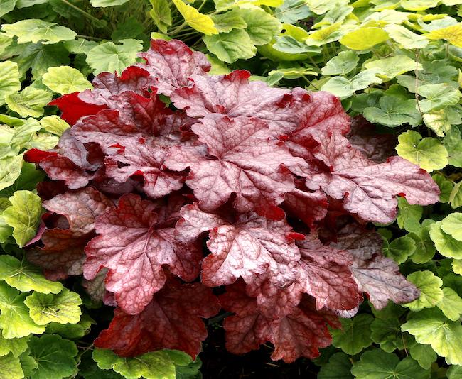 G6658 Heuchera X 27peach Smoothie 27 25 7f7b00db 29e3 4461 Bb85 De8dd87a87b4 from www redcrocus com