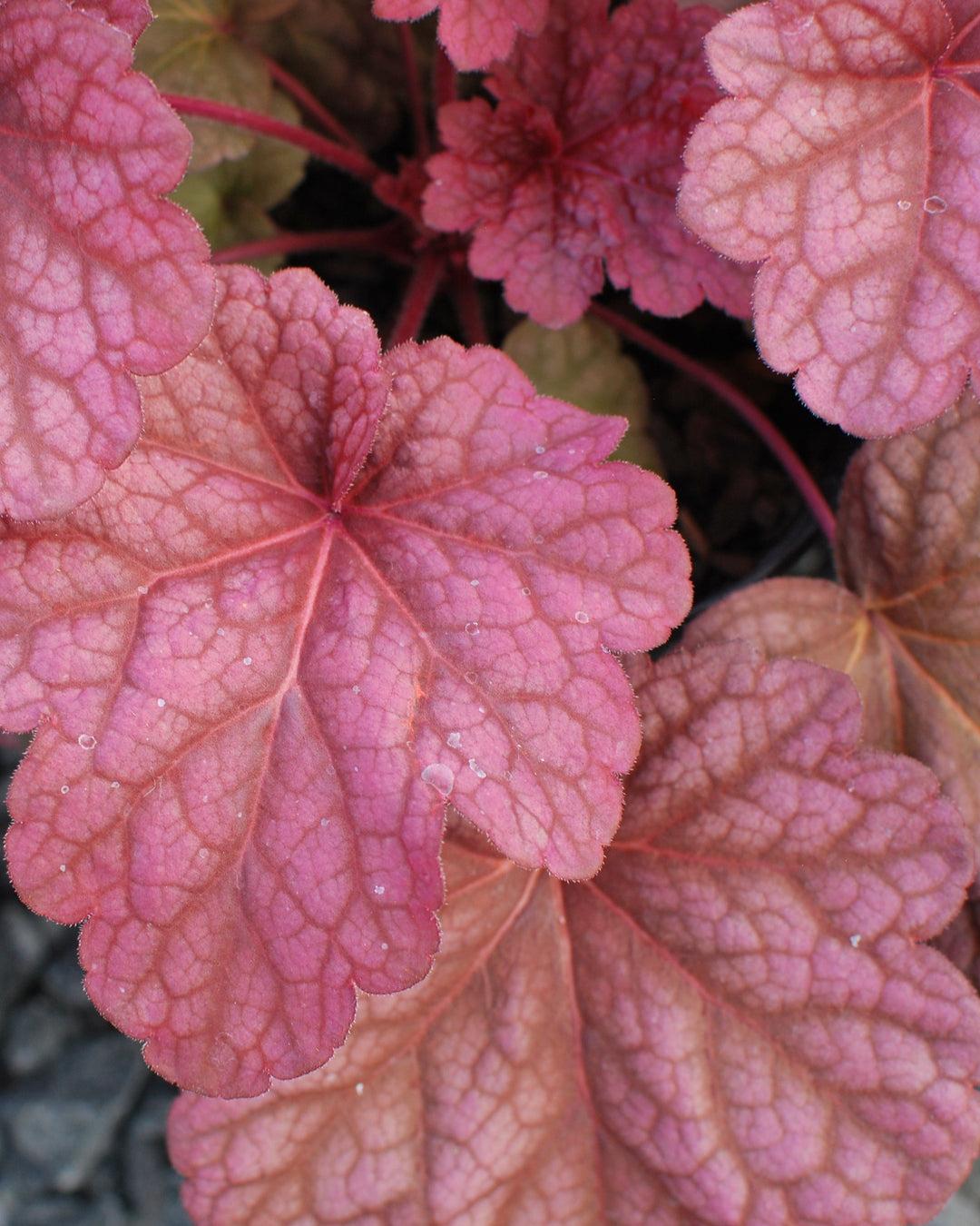 G6658 Heuchera X 27peach Smoothie 27 27 96164807 Aec9 40a0 A4aa 37187debc10b from www redcrocus com