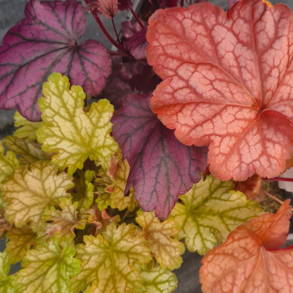 G6658 Heuchera X 27peach Smoothie 27 29 A1da9980 1aec 4ec2 89fc C5fd72edf685 from www redcrocus com