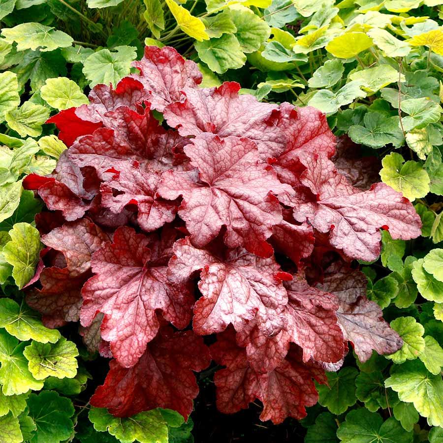 G6658 Heuchera X 27peach Smoothie 27 2 09d937e8 524e 43a1 8a31 D5ec546f9c0f from www redcrocus com