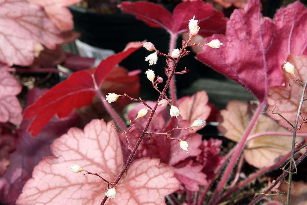 G6658 Heuchera X 27peach Smoothie 27 31 D09b72c1 Ada4 4f74 9bc0 73dcbca557e4 from www redcrocus com