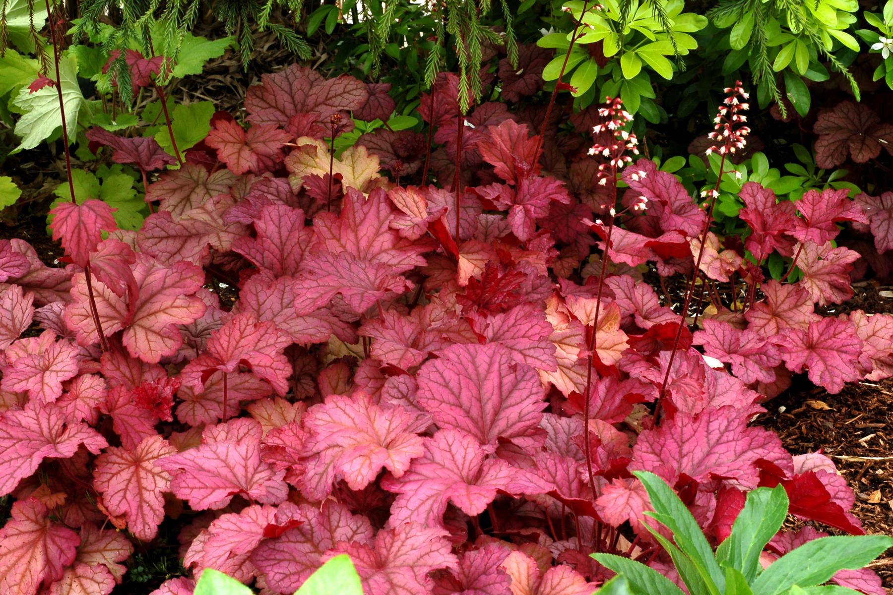 G6658 Heuchera X 27peach Smoothie 27 32 D688c797 077b 4328 9905 89844effdd4c from www redcrocus com