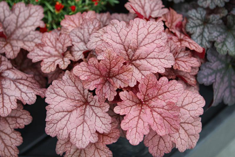 G6658 Heuchera X 27peach Smoothie 27 33 C749ba0e 4a45 4bae 946e 0a2948c23500 from www redcrocus com