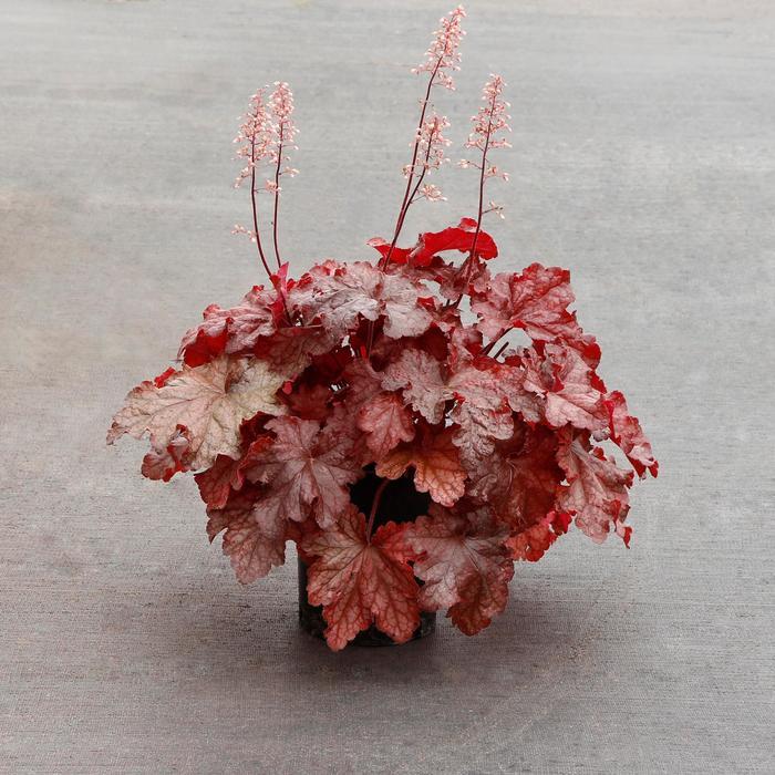 G6658 Heuchera X 27peach Smoothie 27 34 4f413515 9cee 4ba0 A5b2 3af9ec9af49d from www redcrocus com