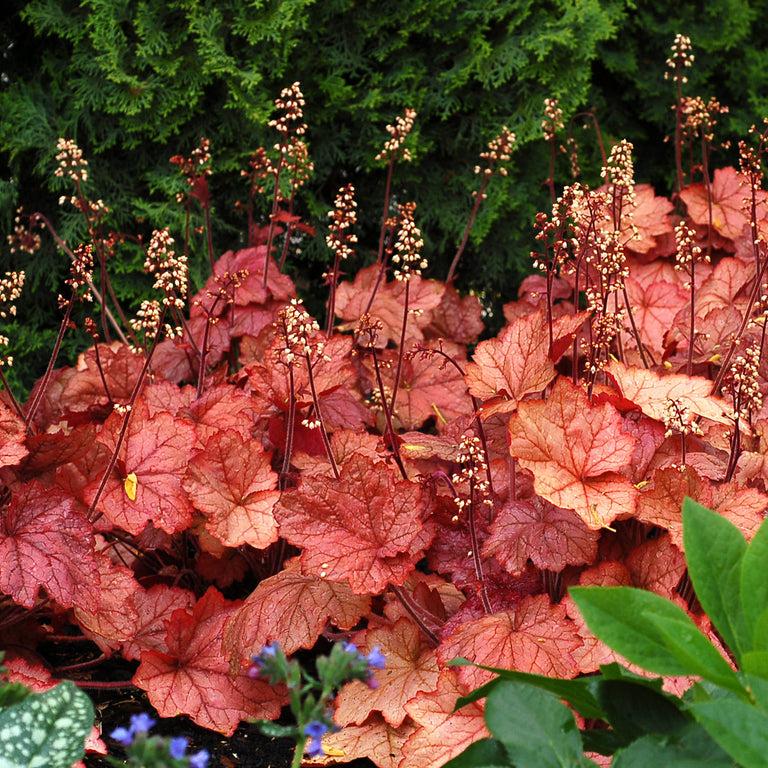 G6658 Heuchera X 27peach Smoothie 27 37 1968d79c 45ed 4426 9f58 E381a6b1dfbf from www redcrocus com