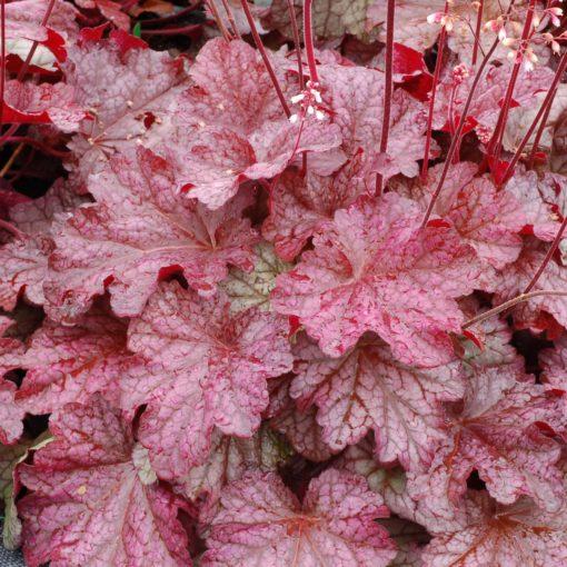 G6658 Heuchera X 27peach Smoothie 27 38 Aa04cc23 5873 4b03 846b 7afcee25c0f6 from www redcrocus com