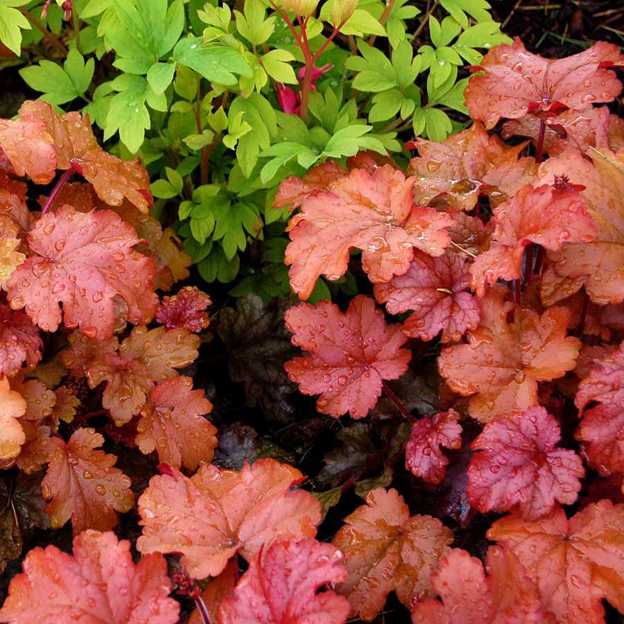 G6658 Heuchera X 27peach Smoothie 27 4 992b3637 D9c2 46e5 A76e C4886536c3ef from www redcrocus com
