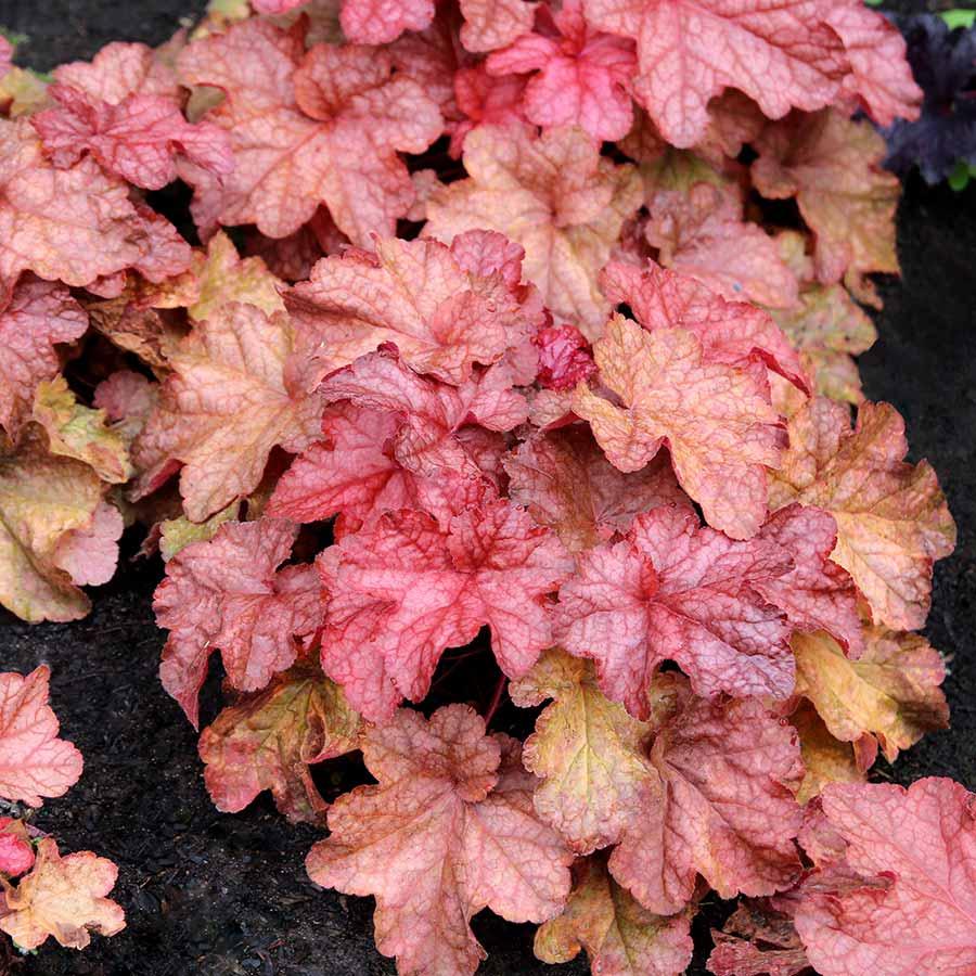 G6658 Heuchera X 27peach Smoothie 27 6 3513a875 9f05 4206 92e3 59c79641e31d from www redcrocus com