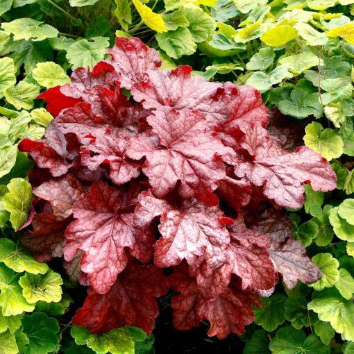 G6658 Heuchera X 27peach Smoothie 27 7 175ba819 6f66 4a2b Ba58 54b110a0e9ef from www redcrocus com