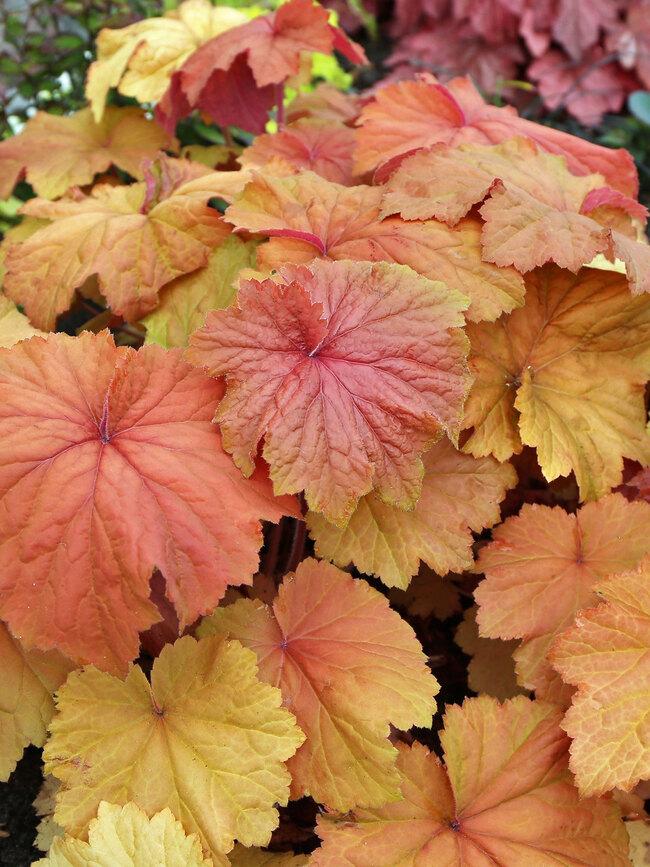 G6659 Heuchera X Villosa 27mega Caramel 27 10 B277c09d 6aff 4e92 Acd0 Ee97f5c09ade from www redcrocus com