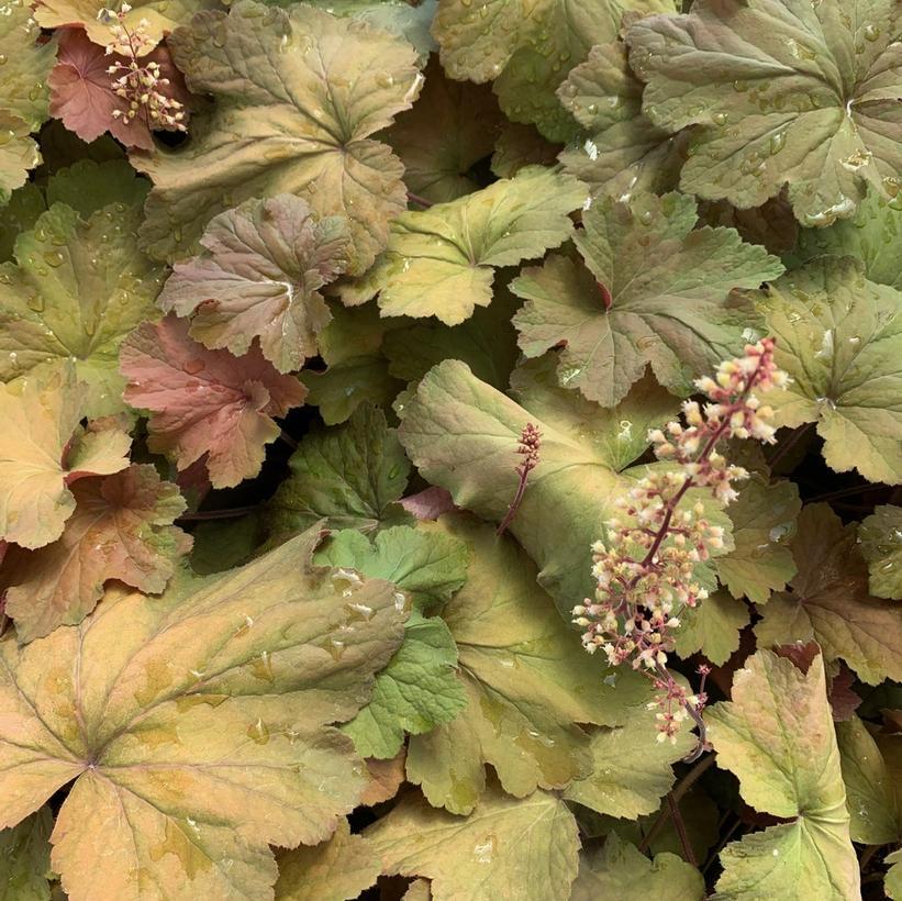 G6659 Heuchera X Villosa 27mega Caramel 27 11 380a88bc F437 4d05 Abfc 4739cb47554e from www redcrocus com