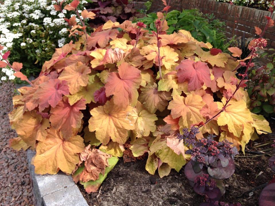 G6659 Heuchera X Villosa 27mega Caramel 27 1 Aaabbaa9 82d4 413a A8ac 10d0c3ee9fda from www redcrocus com