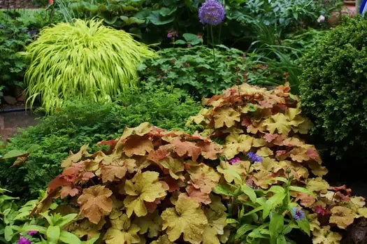 G6659 Heuchera X Villosa 27mega Caramel 27 26 3c5838f0 B405 45af B55b 9198deb90c84 from www redcrocus com