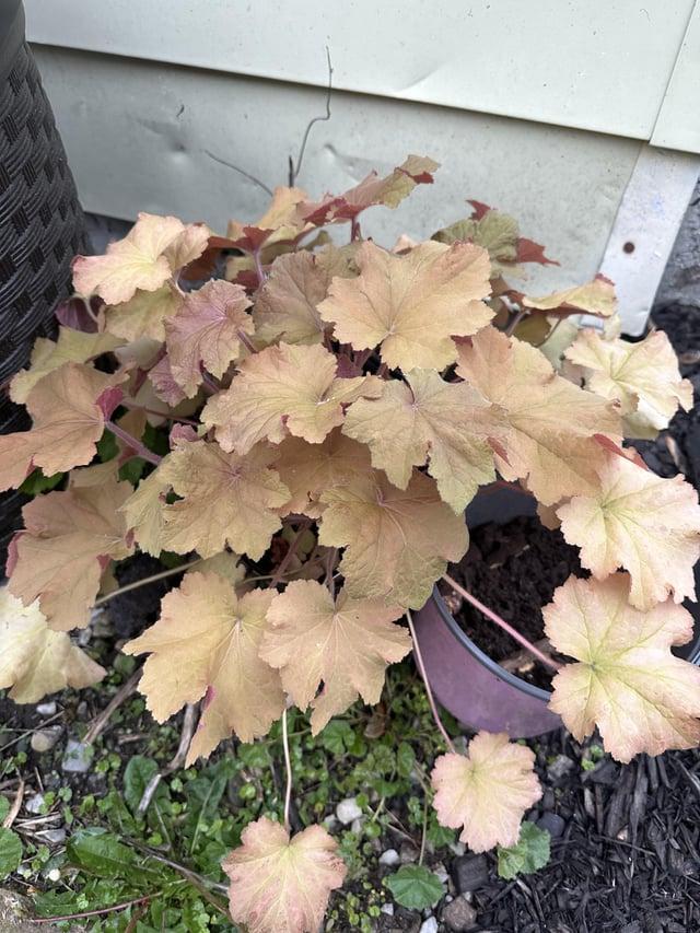 G6659 Heuchera X Villosa 27mega Caramel 27 30 E8b7f0b6 C0ce 4d17 8092 4a33ed03dfc7 from www redcrocus com