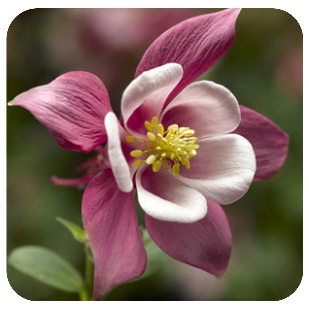 G6662 Aquilegia 'kirigami Rose And Pink' - View 11 from www redcrocus com