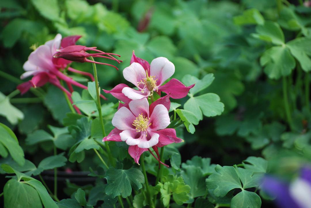 G6662 Aquilegia 'kirigami Rose And Pink' - View 19 from www redcrocus com
