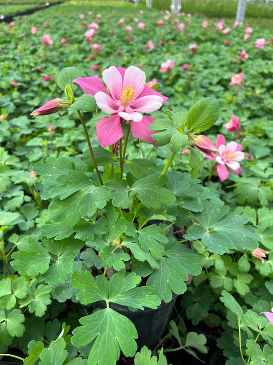 G6662 Aquilegia 'kirigami Rose And Pink' - View 23 from www redcrocus com