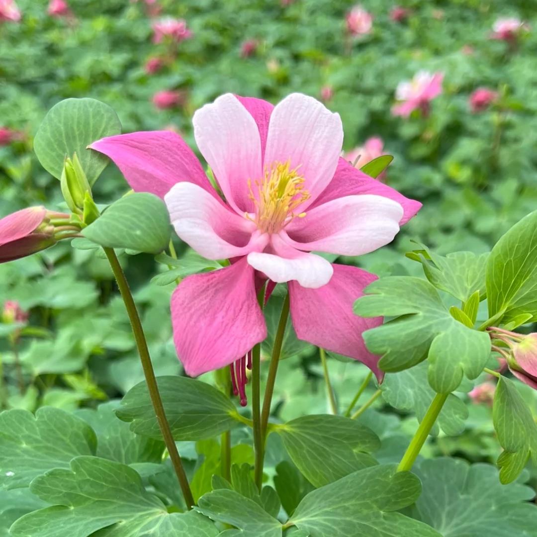 G6662 Aquilegia 'kirigami Rose And Pink' - View 24 from www redcrocus com