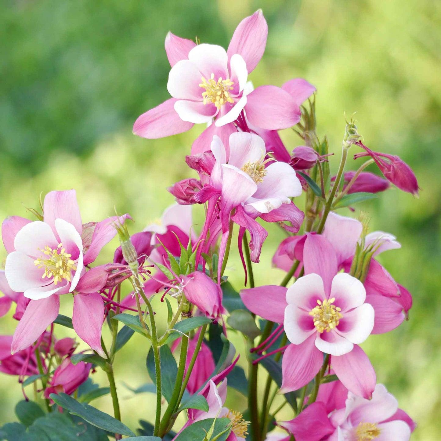 G6662 Aquilegia 'kirigami Rose And Pink' - View 26 from www redcrocus com