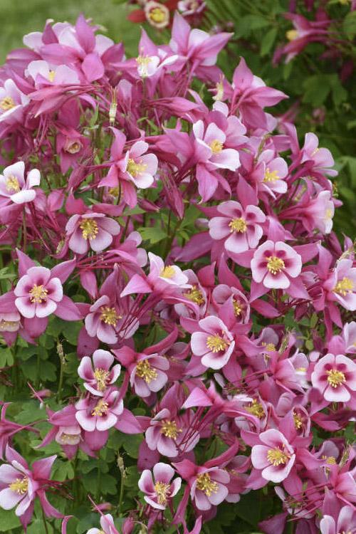 G6662 Aquilegia 'kirigami Rose And Pink' - View 27 from www redcrocus com