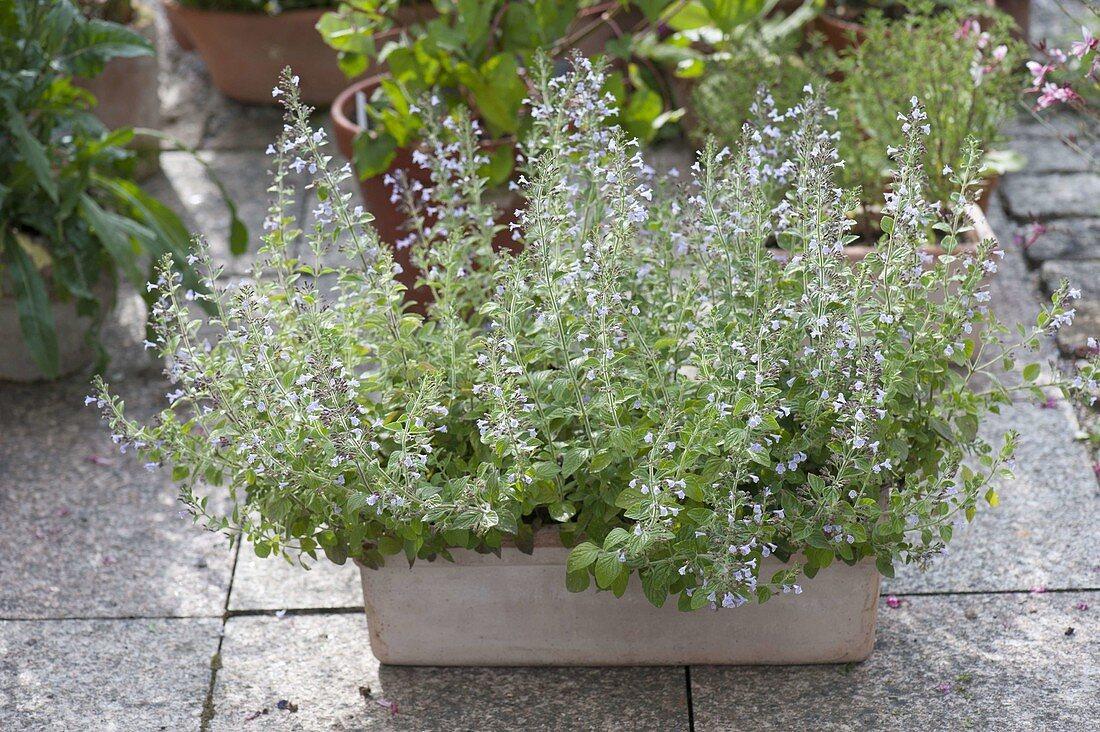 G6663 Calamintha Nepeta 27triumphator 27 Blue 14 E9908290 3687 4612 9c12 6fb650b417e1 from www redcrocus com