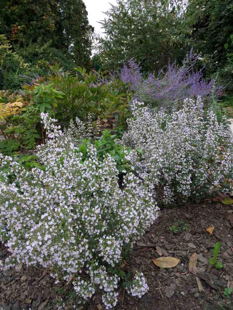 G6663 Calamintha Nepeta 27triumphator 27 Blue 16 2f4c4563 B023 47d5 A53c C43d9251ffe7 from www redcrocus com