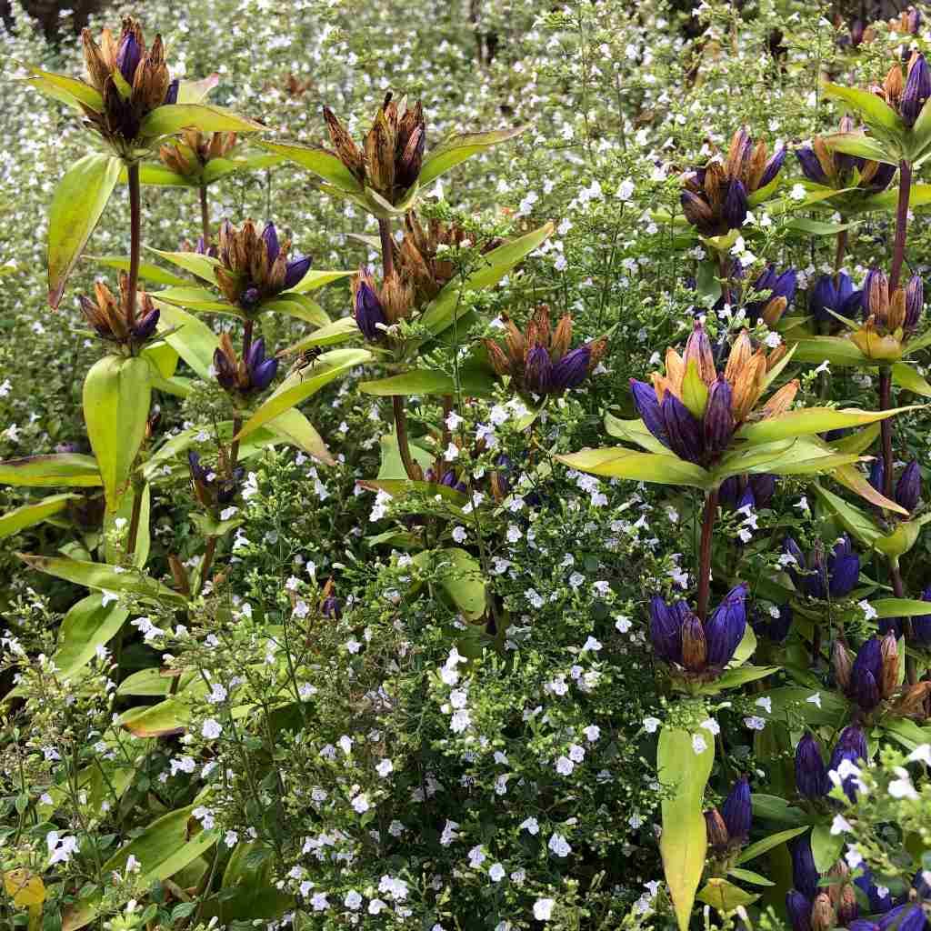 G6663 Calamintha Nepeta 27triumphator 27 Blue 27 6d3c1cde 8fd0 4447 9131 252cea2d14a9 from www redcrocus com