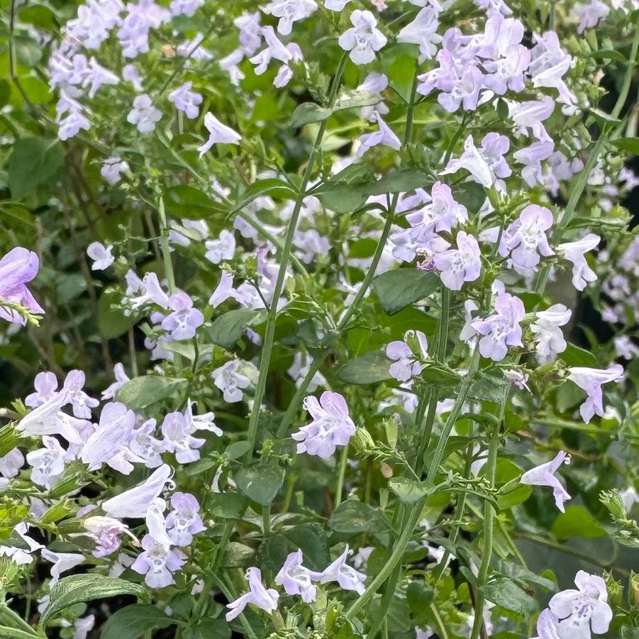 G6663 Calamintha Nepeta 27triumphator 27 Blue 2 75339776 1631 42e8 8fbb C17838d7879b from www redcrocus com