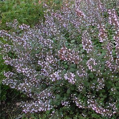 G6663 Calamintha Nepeta 27triumphator 27 Blue 3 B6b85eca E0cc 4f50 9048 7febbd1af3f8 from www redcrocus com