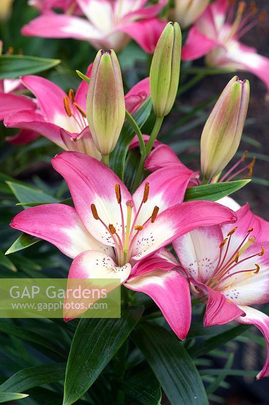 G6664 Lilium Asiaticum 'perfect Joy' - View 10 from www redcrocus com