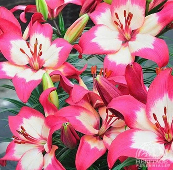 G6664 Lilium Asiaticum 'perfect Joy' - View 11 from www redcrocus com