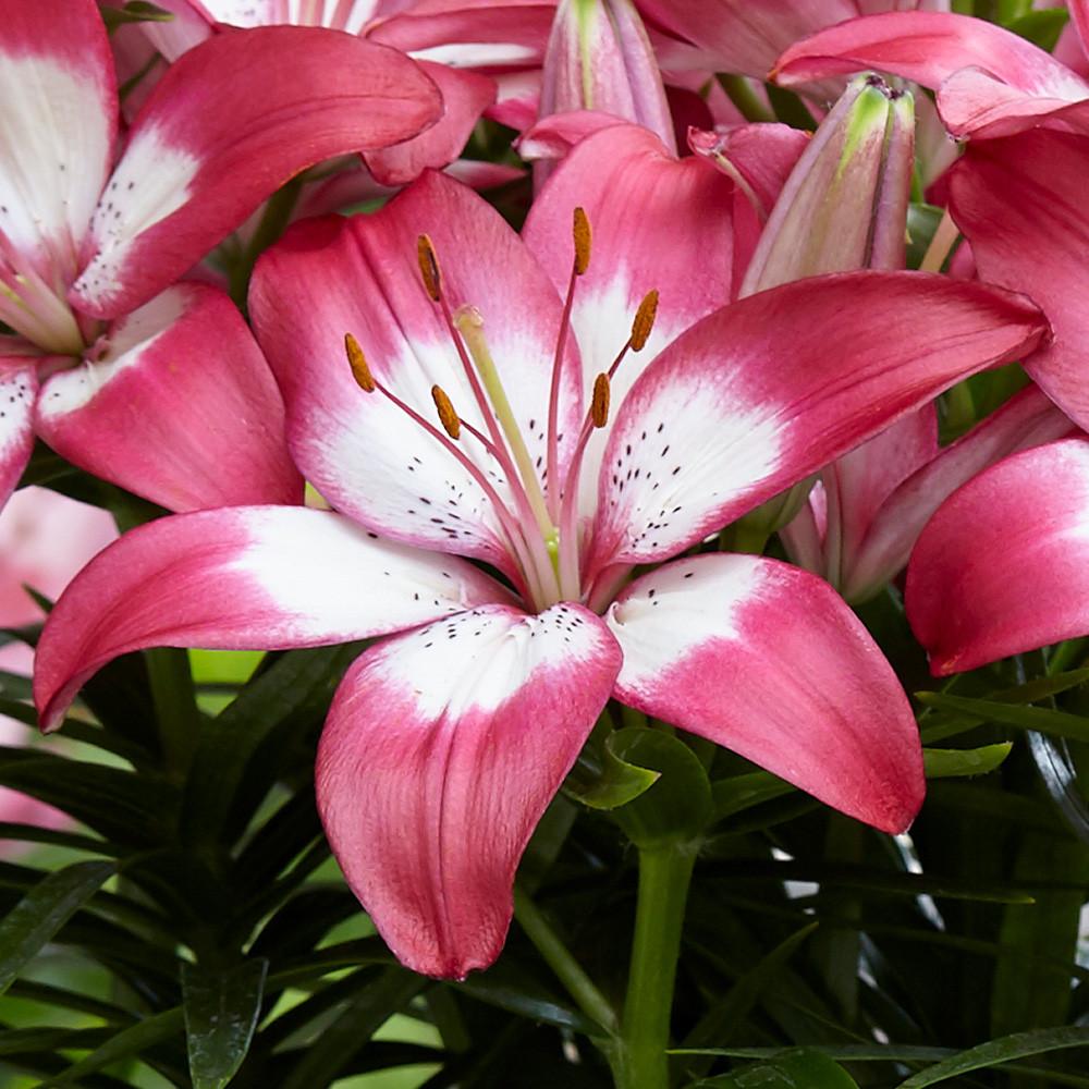 G6664 Lilium Asiaticum 'perfect Joy' - View 12 from www redcrocus com