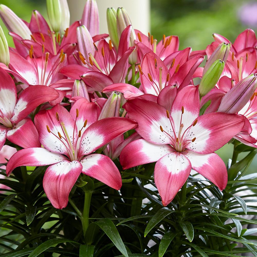 G6664 Lilium Asiaticum 'perfect Joy' - View 13 from www redcrocus com