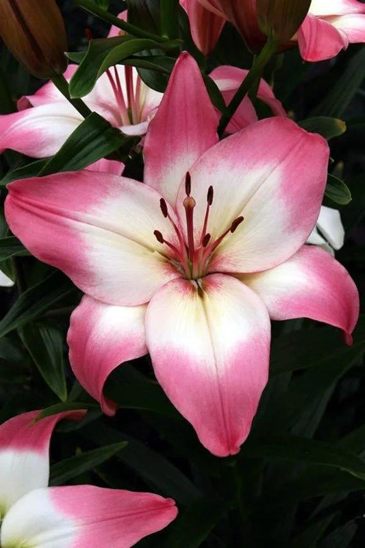 G6664 Lilium Asiaticum 'perfect Joy' - View 15 from www redcrocus com