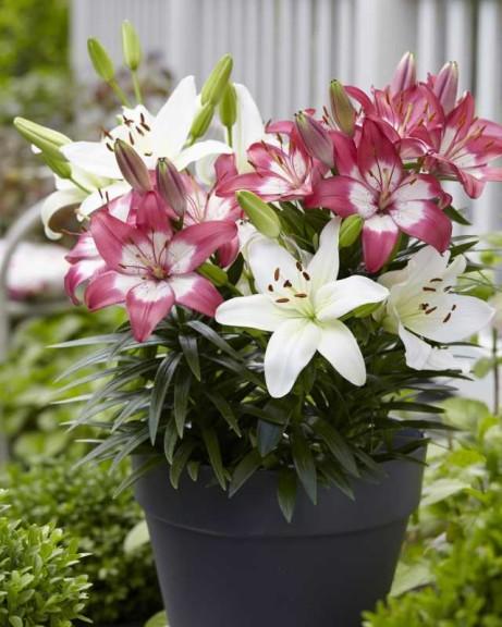 G6664 Lilium Asiaticum 'perfect Joy' - View 16 from www redcrocus com