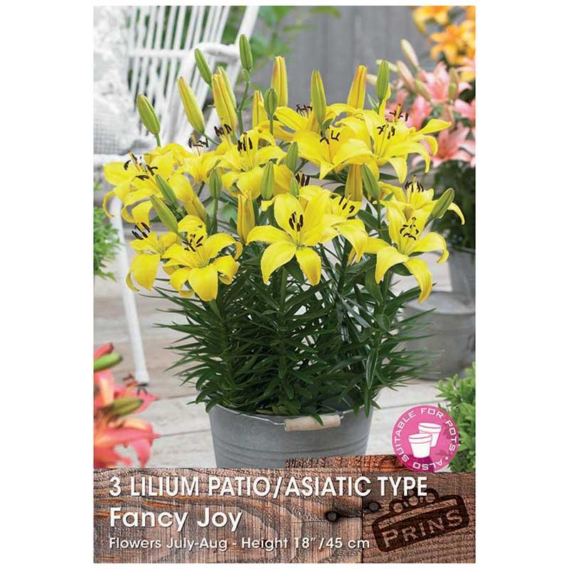 G6664 Lilium Asiaticum 'perfect Joy' - View 17 from www redcrocus com