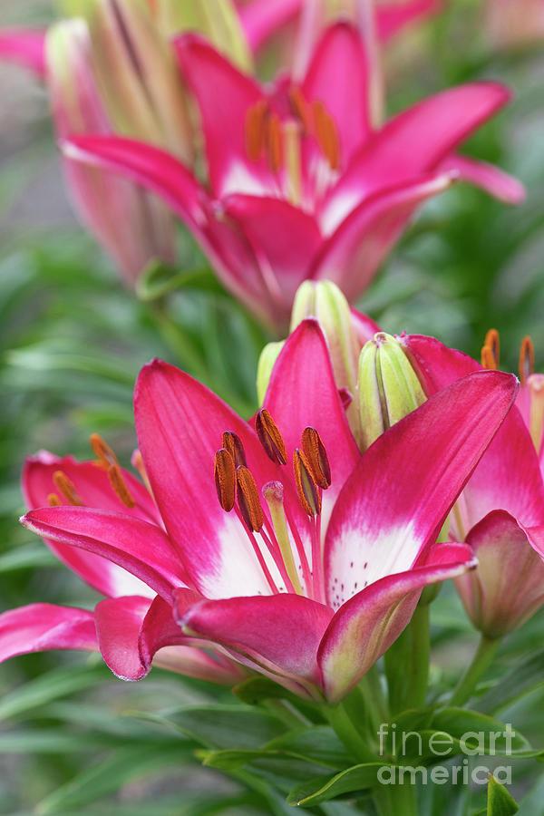 G6664 Lilium Asiaticum 'perfect Joy' - View 18 from www redcrocus com