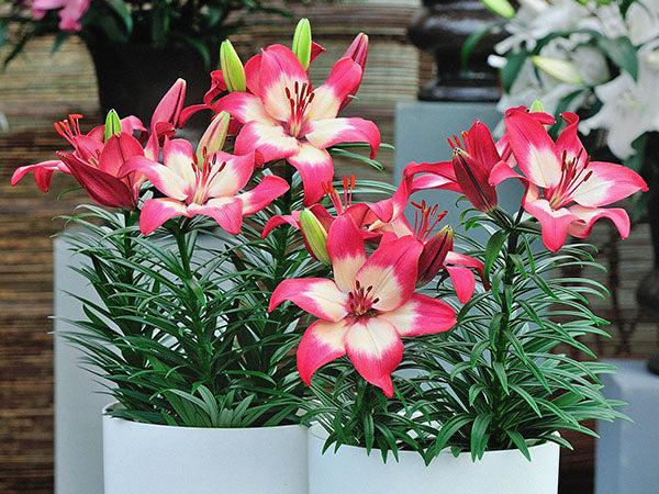 G6664 Lilium Asiaticum 'perfect Joy' - View 19 from www redcrocus com