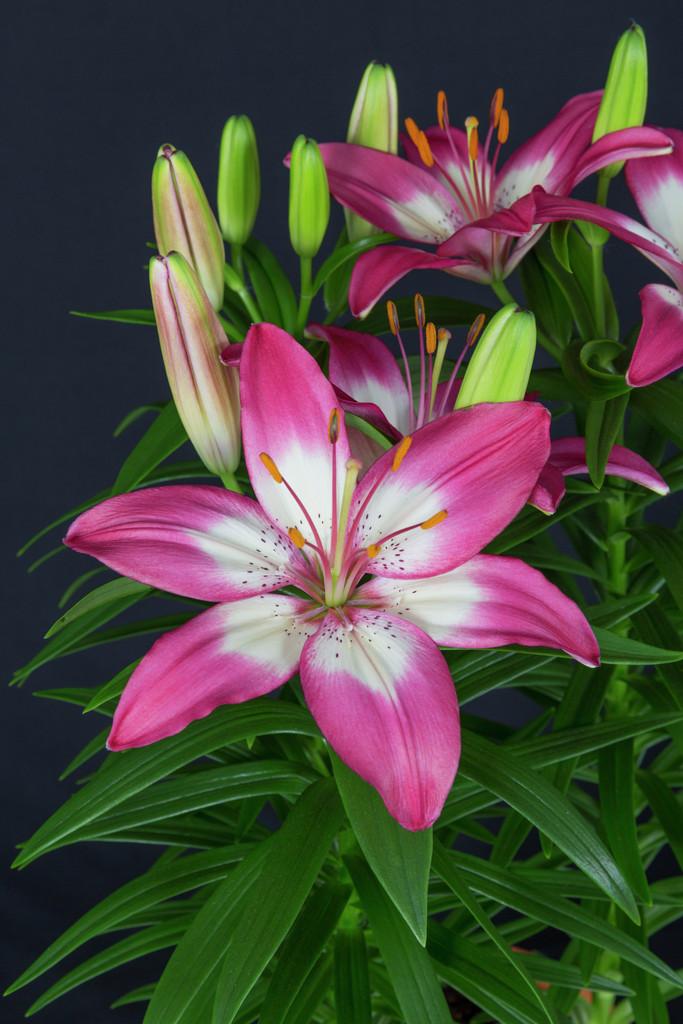 G6664 Lilium Asiaticum 'perfect Joy' - View 1 from www redcrocus com