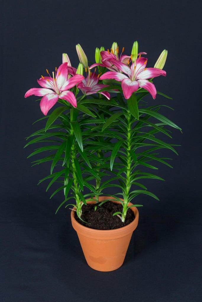 G6664 Lilium Asiaticum 'perfect Joy' - View 21 from www redcrocus com